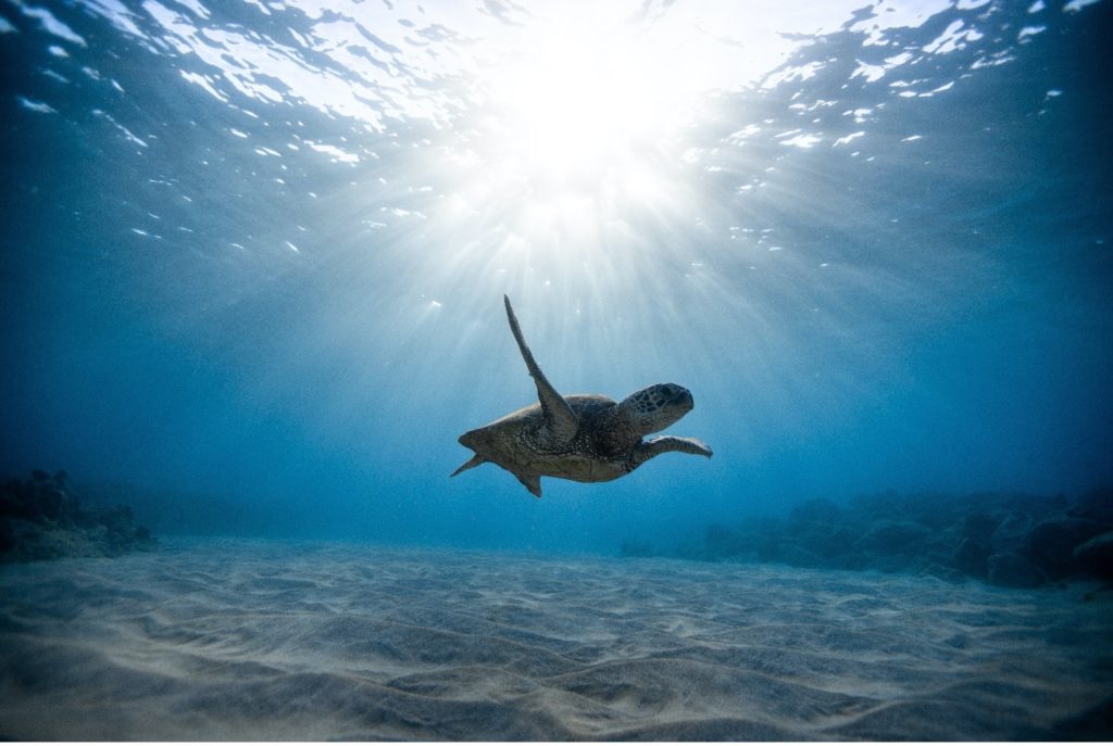 A sea turtle swimming under the water with the sun shining down through